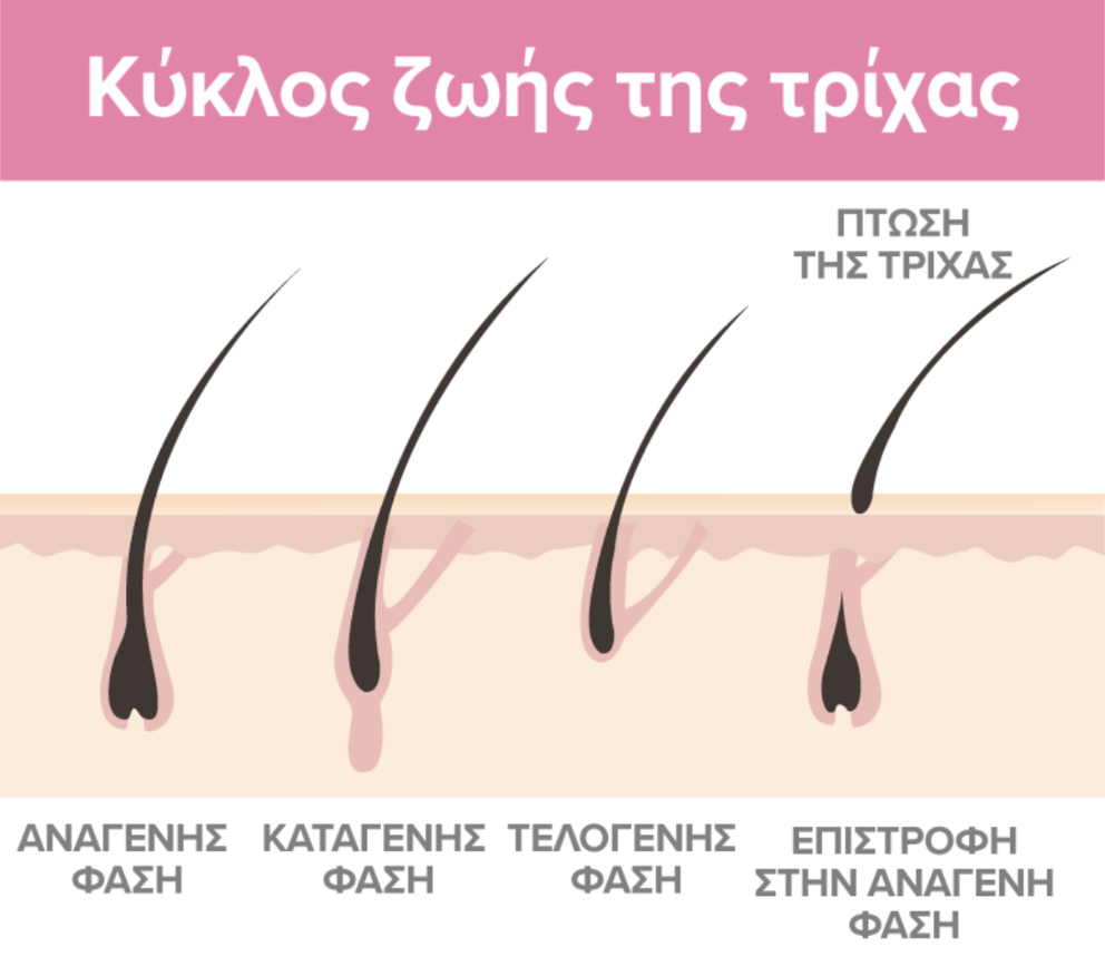 Ο κύκλος ζωής της τρίχας