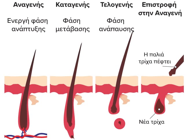 Ο φυσιολογικός κύκλος ζωής της τρίχας